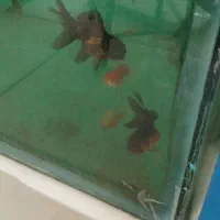 انواع ماهی گوشتخوار وگیاهخوار|ماهی|ایلام, |دیوار