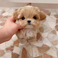 توله پاپپلون|سگ|کرمانشاه, |دیوار