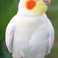 عروس هلندی الیام
