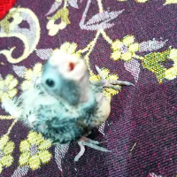 عروس هلندی|پرنده|قم, انسجام|دیوار