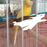 ی نر لیموی استوره