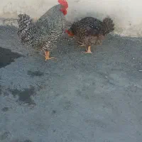مرغ خروس نژاد دار
