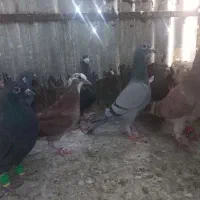 کفتر|پرنده|مشهد, تلگرد|دیوار