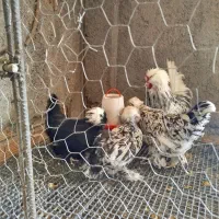 مرغ و خروس سلطان