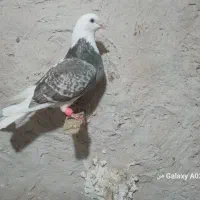 کیوتر گرفتنی