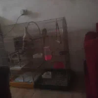 فروش ملنگو