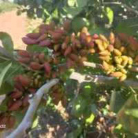 باغ پسته 500 و 1000 متری۱۳ساله در مامونیه