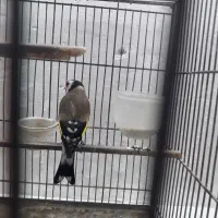 سره نر دوساله|پرنده|تهران, مسگرآباد|دیوار