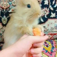 خرگوش خاکستری