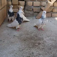 کبوتر طوقی وزاغ