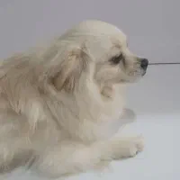 سگ فروشی واکسن همه چیزاشم اوکی هستن با کل وسایل