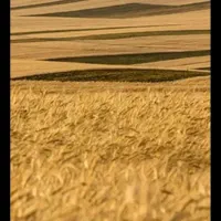 بذر گندم کوهدشت