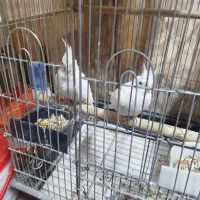 فروش سه جفت عروس مولد|پرنده|تهران, آهنگ|دیوار