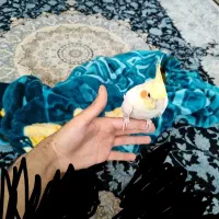 عروس هلندی لوتینو|پرنده|اصفهان, اصفهانک|دیوار