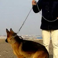 ژرمن شپرد ماده شکم پر ، فیلم جفت گیری|سگ|کرج, فاز ۱ مهرشهر|دیوار