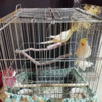 2جفت عروس هلندی مولد|پرنده|قرچک, مهدیه|دیوار