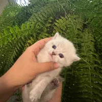 گربه بریتیش