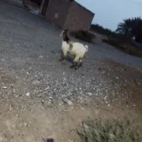 بز.