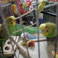 فروش دوعدد مرغ عشق سبزخشکل