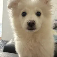 سگ پامر ساموئید