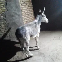 خر الاغ|حیوانات مزرعه|شیرین‌سو, |دیوار