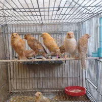 ۸ عدد جوجه قناری بیشترشون نر هست