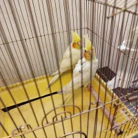 عروس هلندی جوجه