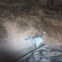 سبز نر قلدر