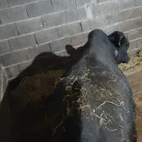 دوتا گاو نر مناسب برای پروار و تخمی