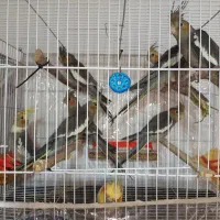 عروس هلندی