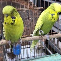 مرغ عشق انگلیسی