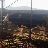 گوساله نر برای کشتار ی۸۰۰ کیلویی هرکی میخاد