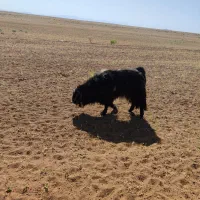پازن دوساله