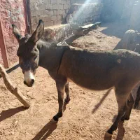 ی الاغ کاری وسالم