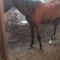 مادیون کرد دوسال  نیم|اسب و تجهیزات اسب‌سواری|پیشوا, |دیوار