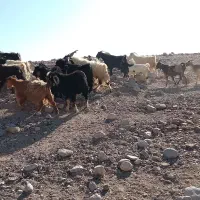 چندراس بزفروشی|حیوانات مزرعه|مشهد, شهرک شهید باهنر|دیوار