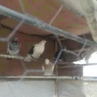 کبوتر|پرنده|کرمان, |دیوار