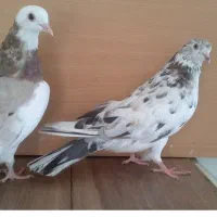 2 تا هما سرور  جوان|پرنده|تهران, افسریه جنوبی|دیوار