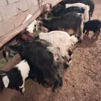 5راس بز شیری جوان