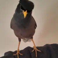 مرغ مینا سخنگو دستی پررو پر حرف جوان
