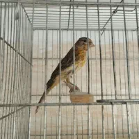 قناری سبزسوخته نر