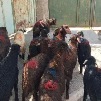 بره لاغر افشار