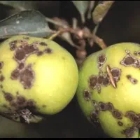 بهترین پیشگیری بیماری های باکتریایی و لکه سیاه