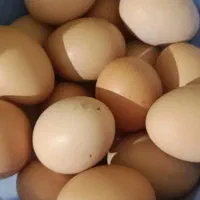 تخم مرغ محلی