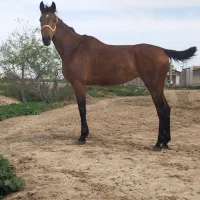 مادیان دوخون