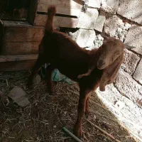 6500|حیوانات مزرعه|شادگان, |دیوار