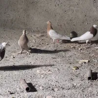 چهار عدد توقی جفت ی دونه کله زرد ماده وسینه