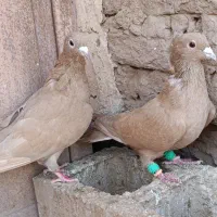 کبوتر کرمانی|پرنده|ملکآباد, |دیوار