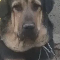 سگ عراقی ۱۹ماهه