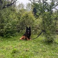 سگ ژرمن شولاین اصل